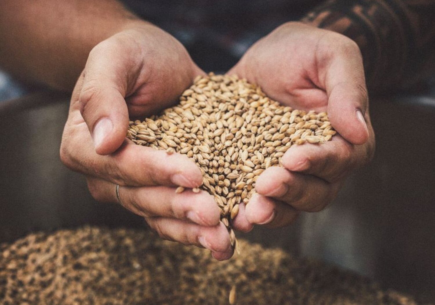 Image showing a pair of hands holding seeds of grain.Close up of a pair of hands cupping a pile of grain seeds.