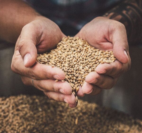 Image showing a pair of hands holding seeds of grain.Close up of a pair of hands cupping a pile of grain seeds.