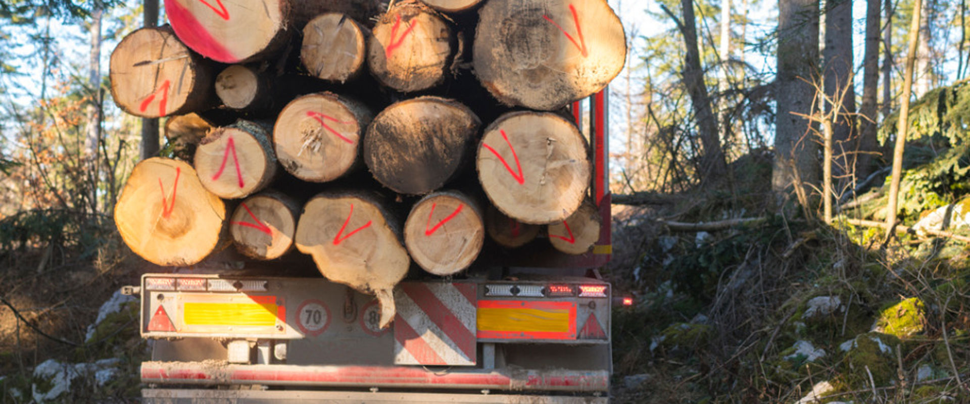 Transporting logs in forest picture id1166949074