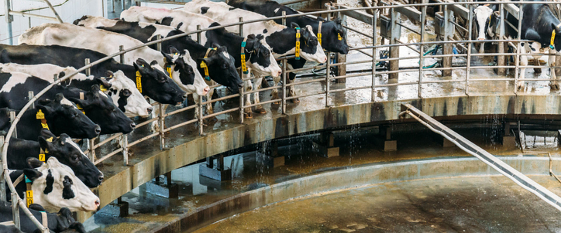 Image showing Milking cows at a dairy farm