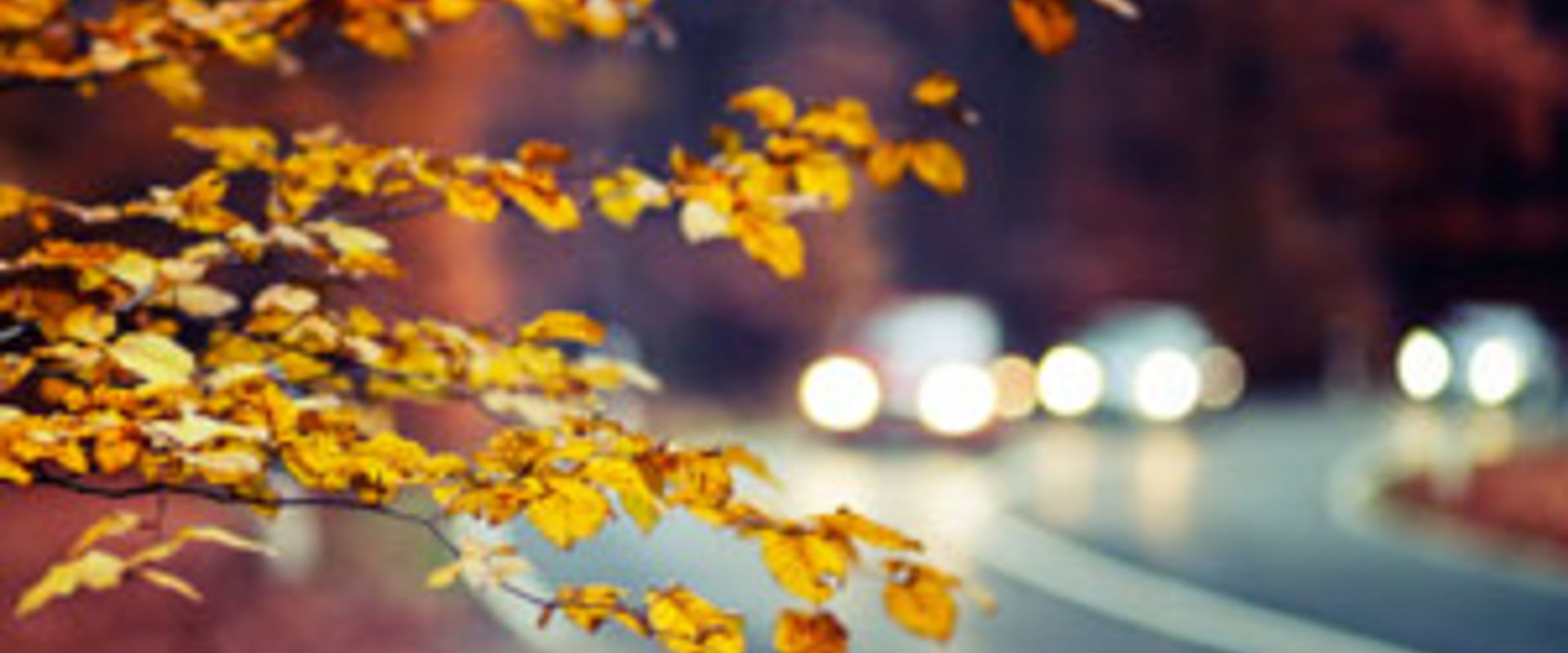 ENV02 Autumnal forest road