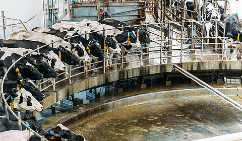 Image showing Milking cows at a dairy farm