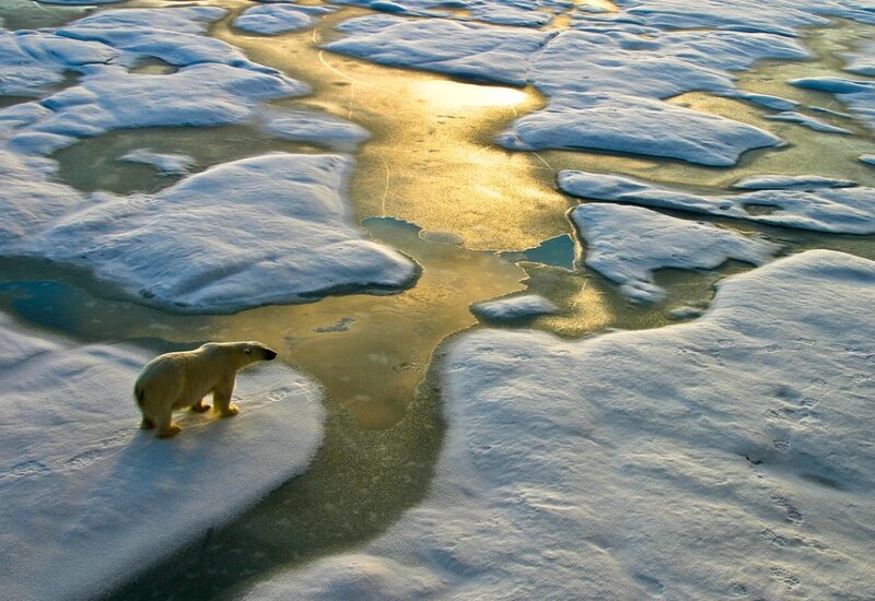 Image showing polar bear on ice sheet
