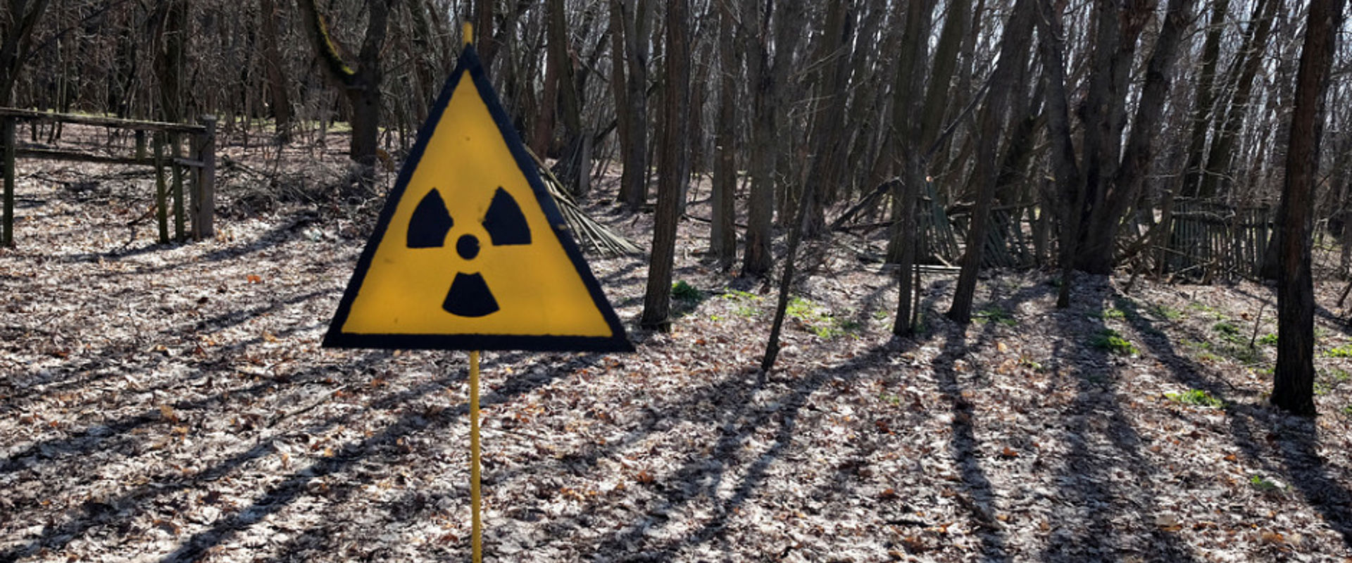 Radiation sign in forrest picture id955820924