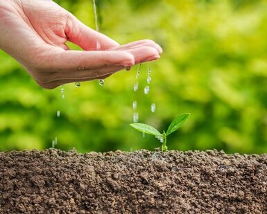 Close up of a cupped hand dropping water onto a small tree set into brown soil