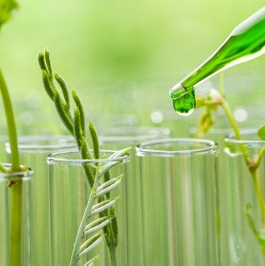 Close up of green leaves in a laboratory environment 