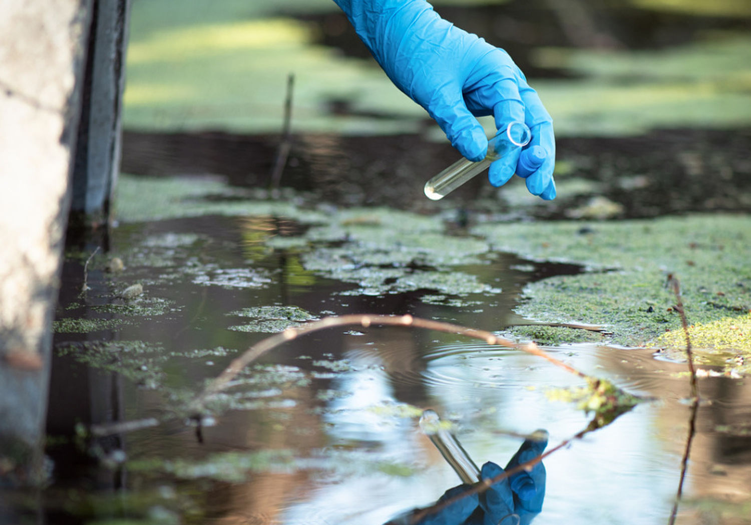 Image showing a scientist taking water samples from a  polluted pond