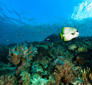 Image showing a school of fish in a tropical reef in the west pacific ocean