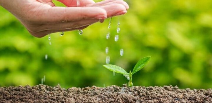 Close up of a cupped hand dropping water onto a small tree set into brown soil