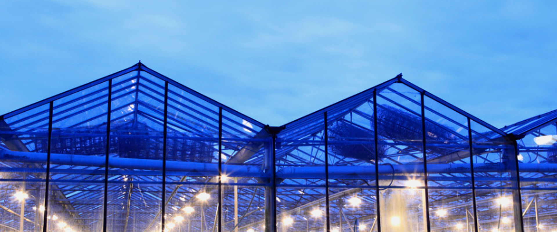 Assimilation lights in a greenhouse picture id123356147