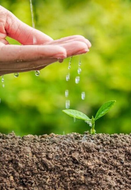 Close up of a cupped hand dropping water onto a small tree set into brown soil
