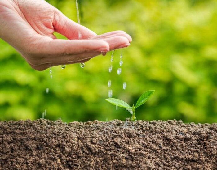 Close up of a cupped hand dropping water onto a small tree set into brown soil