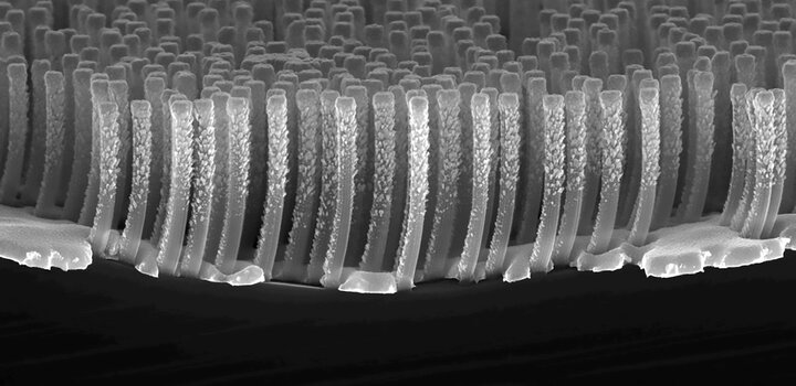 Microphoto in section of a sample of Silicon nanowires array fabricated by polystyrene nanosphere lithography and Metal Assisted Chemical Etching (MACE). With permission of the authors: E. Cara, L. Boarino, INRiM Nanofacility