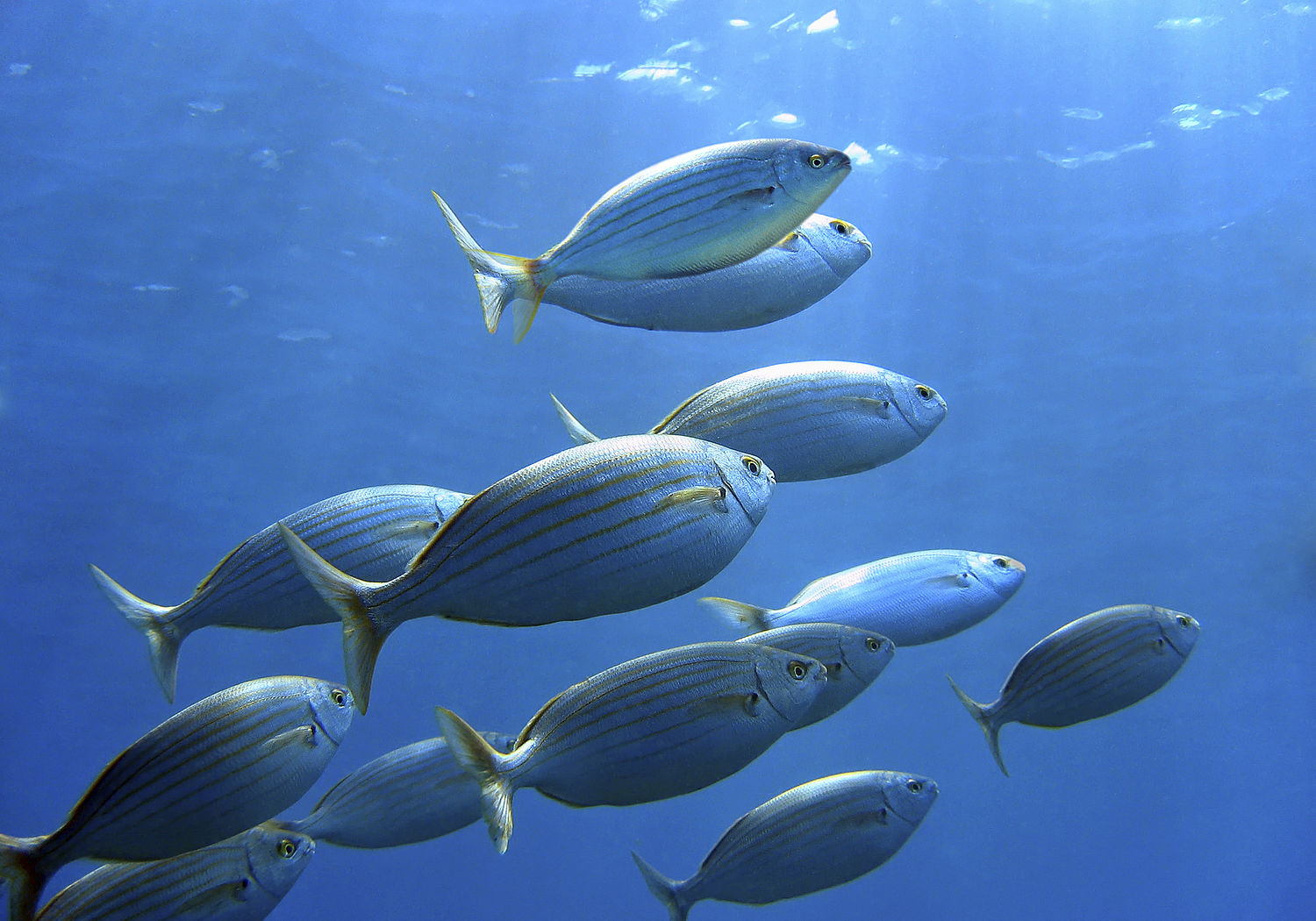 Image showing a shoal of Sea bream 