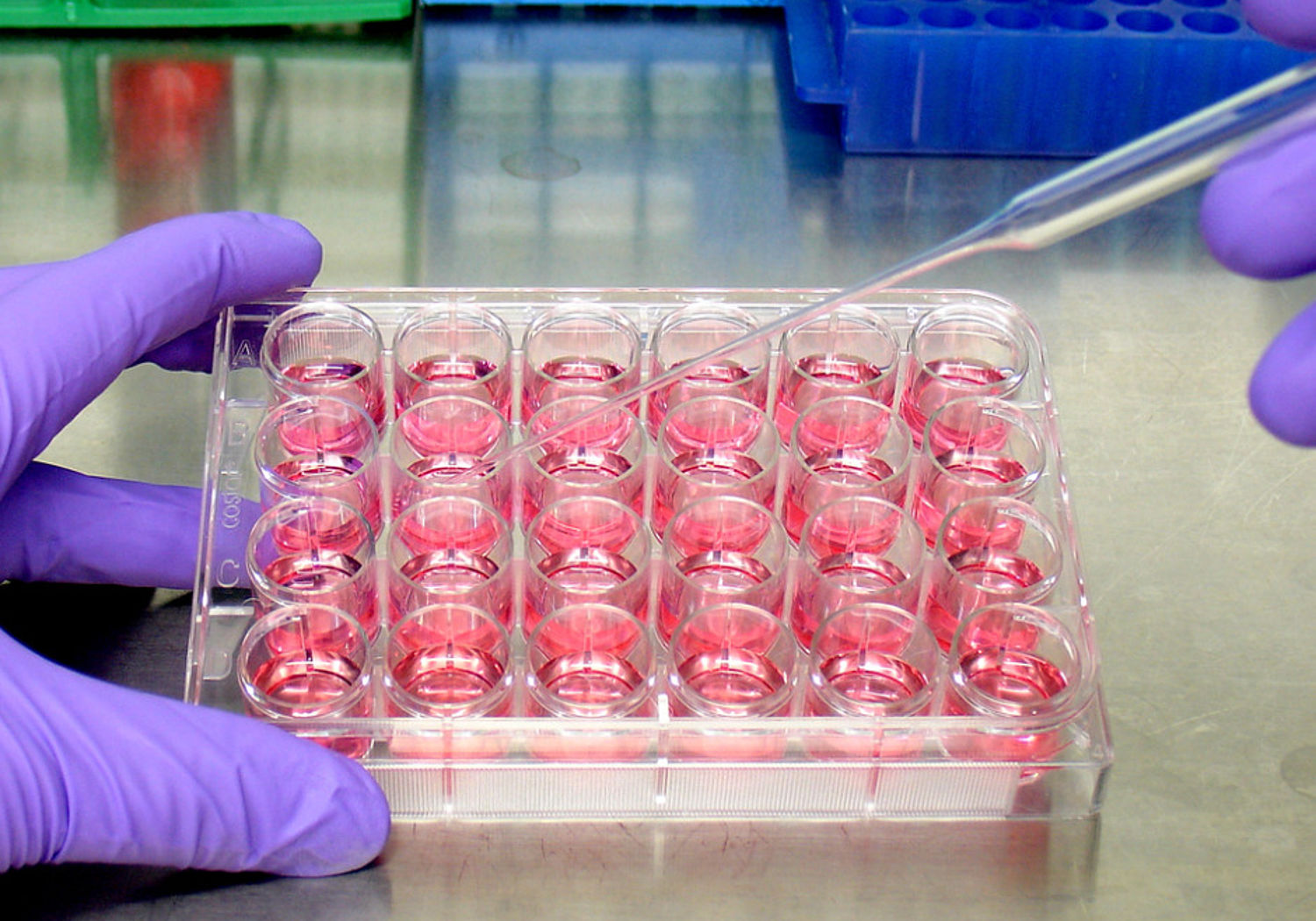 Image showing a 24 well cell culture plate