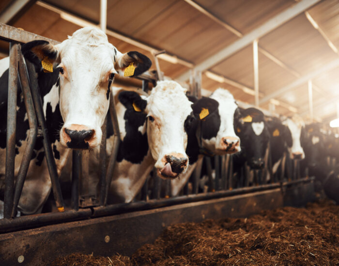 Domestic cattle on a dairy farm