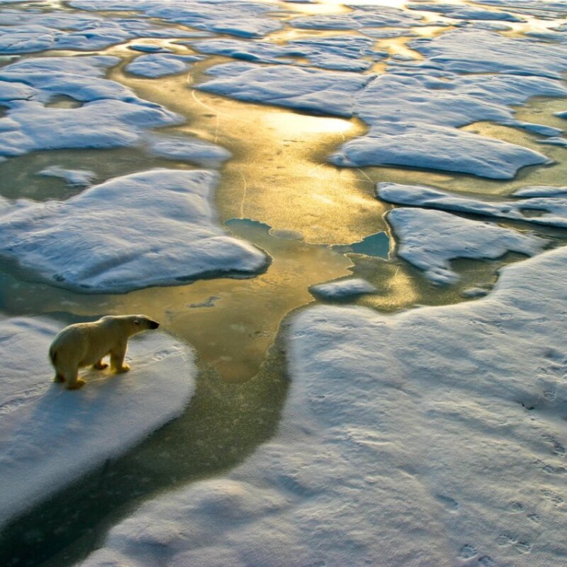 Metrology for SI traceable climate observations Image showing polar bear on ice sheet