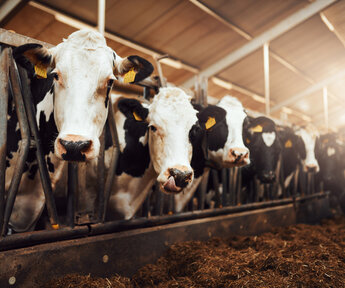 Domestic cattle on a dairy farm
