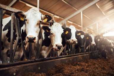 Domestic cattle on a dairy farm