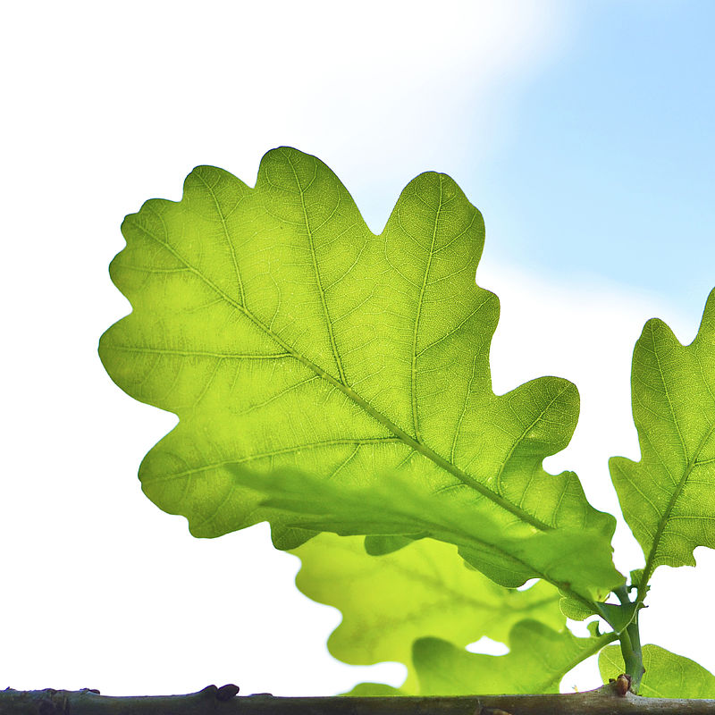 Assessing existing and automated methods for measuring emissions to meet stricter limits Image of a green leaf on a branch