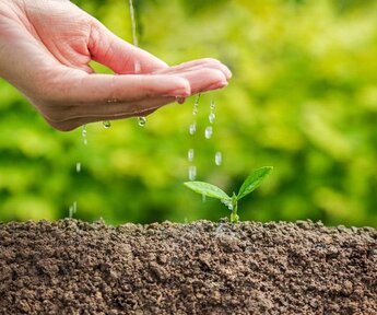 Close up of a cupped hand dropping water onto a small tree set into brown soil