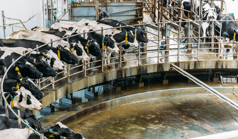 Image showing Milking cows at a dairy farm